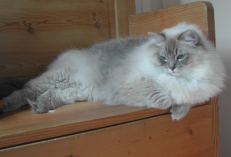 blue lynx mink ragdoll
