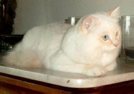 Calaquendi JungleKey.fr Image