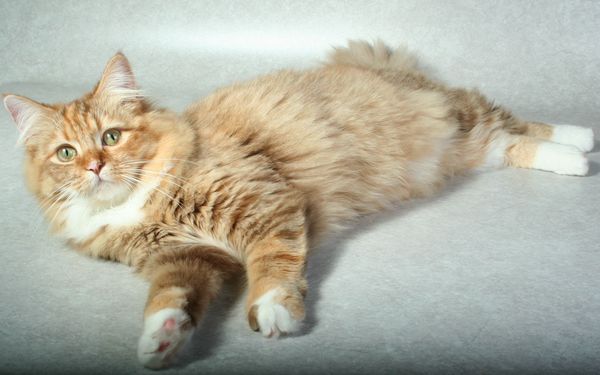 cinnamon ragdoll