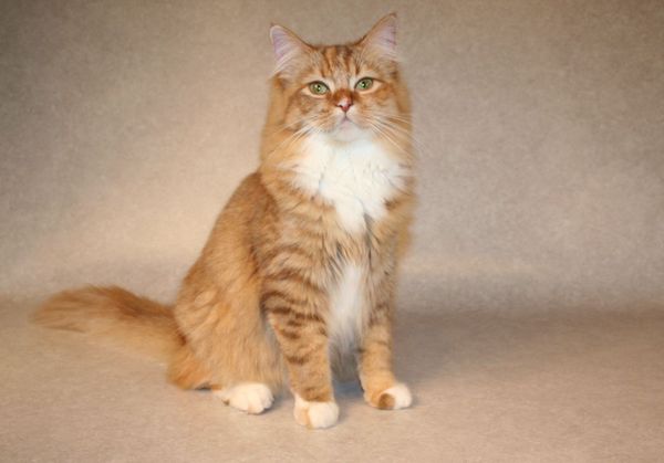 cinnamon ragdoll