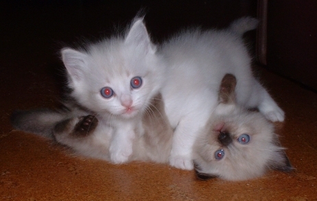 calaquendi JungleKey.fr Image 50